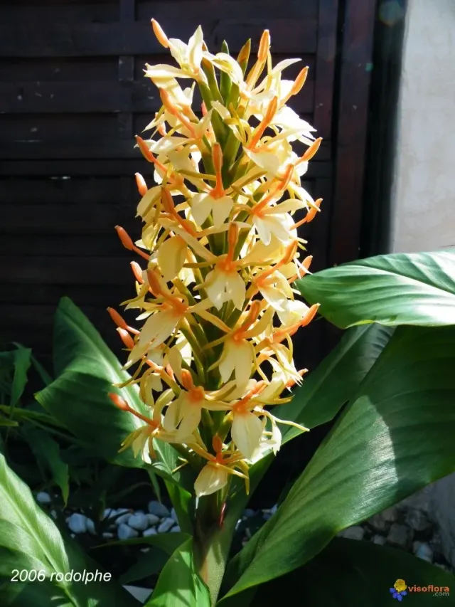 The Natural World Hedychium dens. Stephen gemberplant oranje