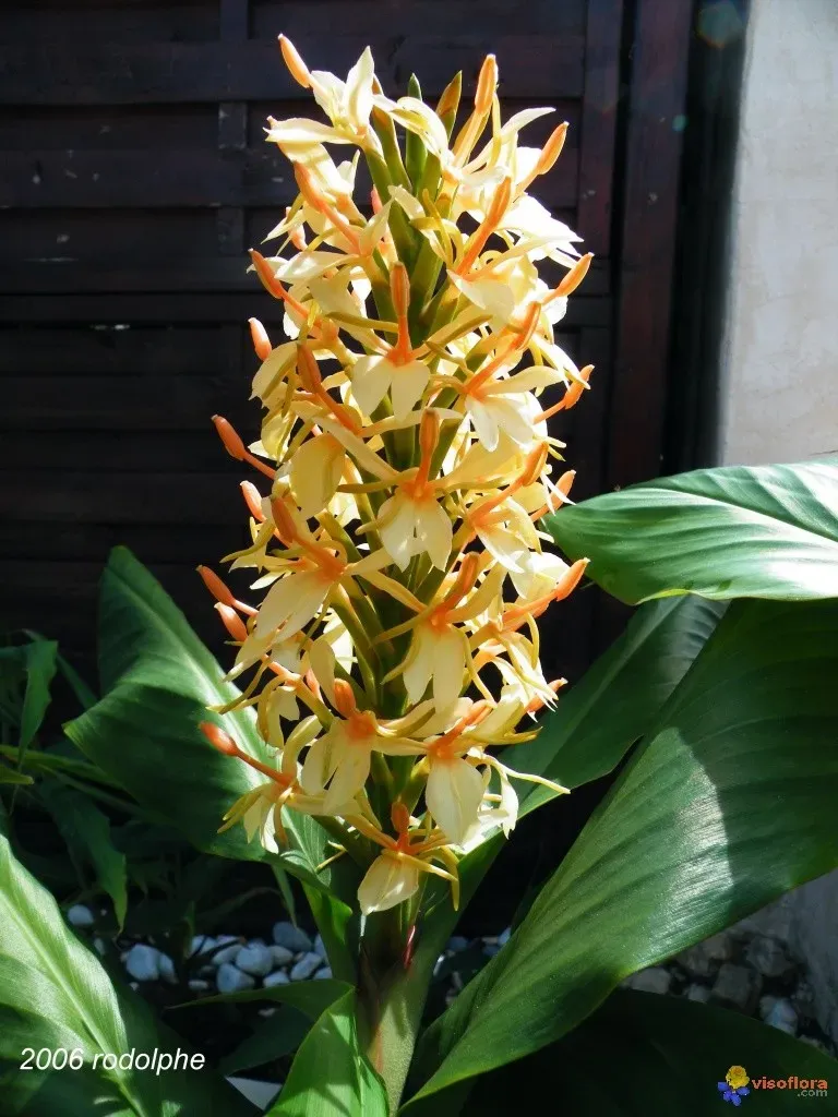 The Natural World Hedychium dens. Stephen gemberplant oranje