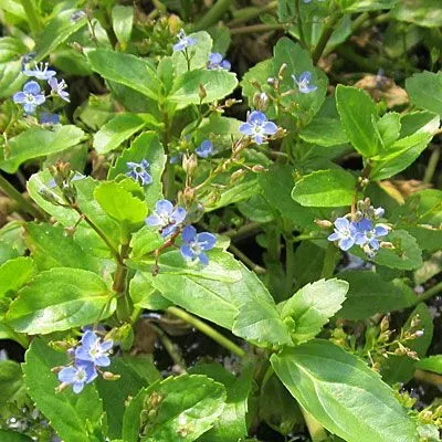 The Natural World Veronica beccabunga P9 beekpunge eetbaar