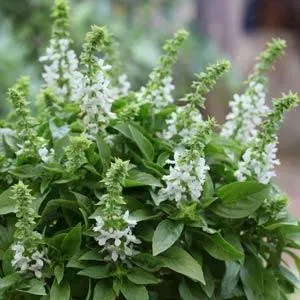 The Natural World Floral Spires White basilicum eetbaar