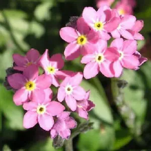 The Natural World Myosotis Victoria Rose bloemplant roze