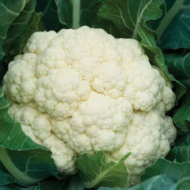 The Natural World Bloemkool Amazing plant moestuin