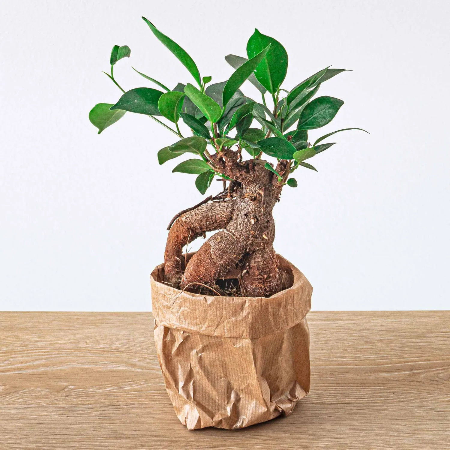 Urbanjungl Ficus Microcarpa Ginseng bonsai 20 cm