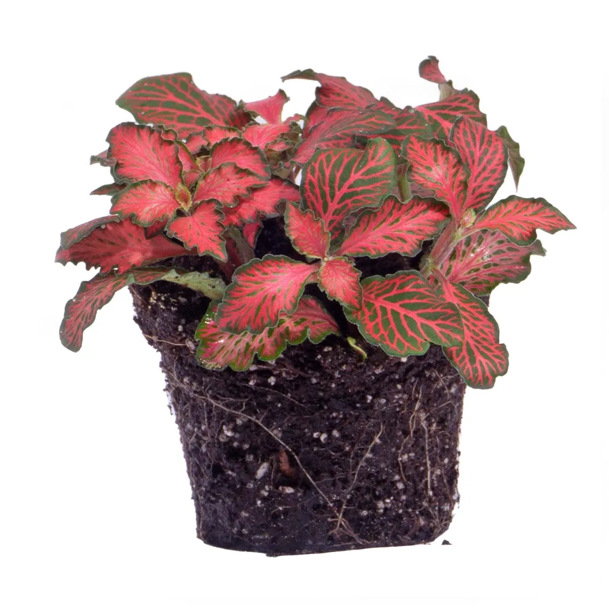 Urbanjungl Fittonia red mozaïekplant 10 cm terrariumplant