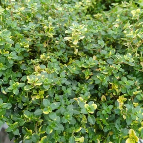 The Natural World Thymus citriodorus Sambesi tijmplant citroen