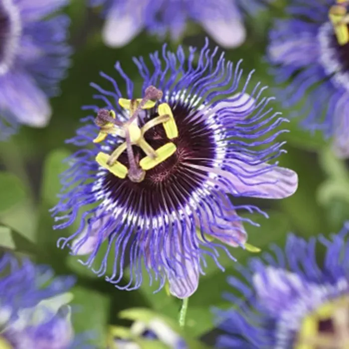 The Natural World Passiflora Purple Rain passiebloem paars