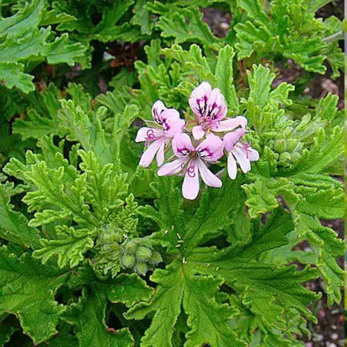The Natural World Pelargonium graveolens plant citroengeur