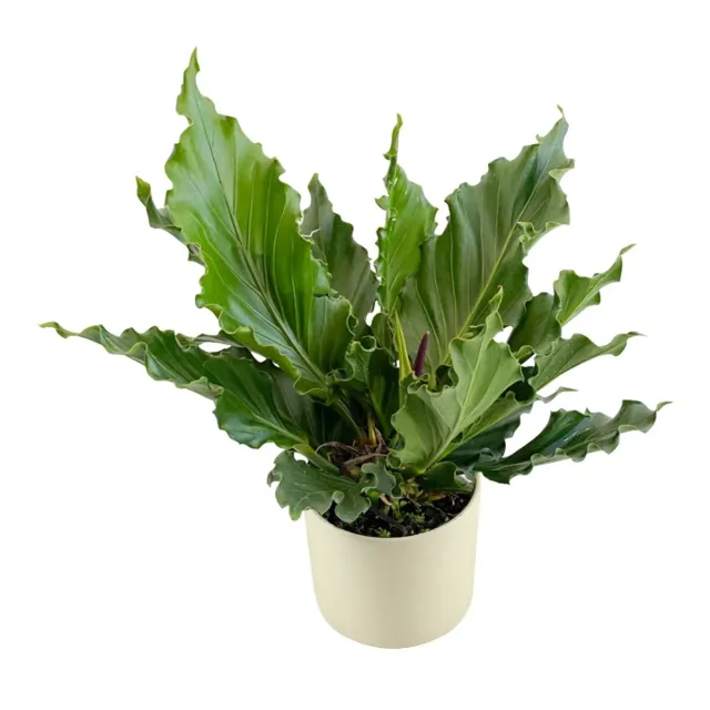 XL-Bloom YoungPlants XLB.08 Hookeri kamerplant jong groen