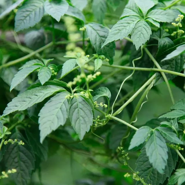 The Natural World Gymnostemma pentaphyllum plant theekruid