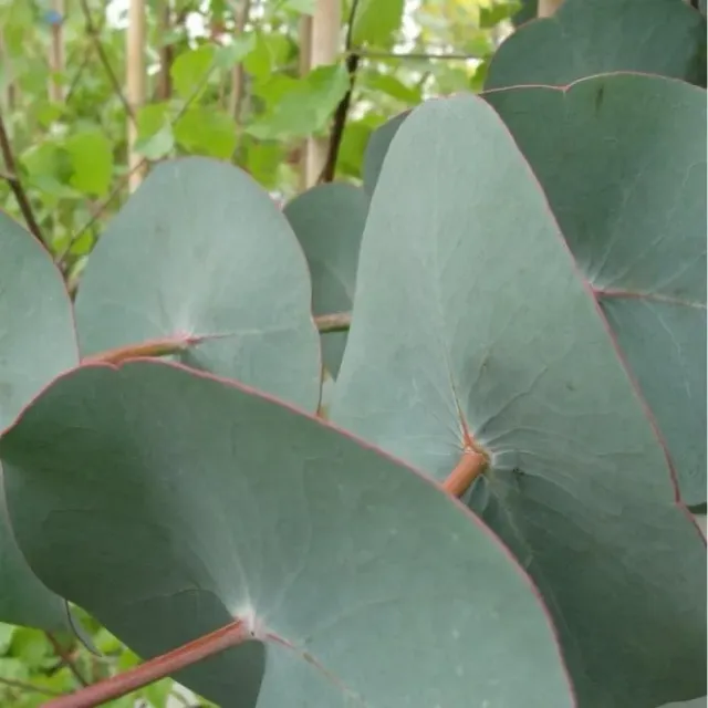 The Natural World Eucalyptus perriniana plant P11 geurblad