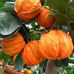 The Natural World Citrus Caniculata plant eetbare vrucht