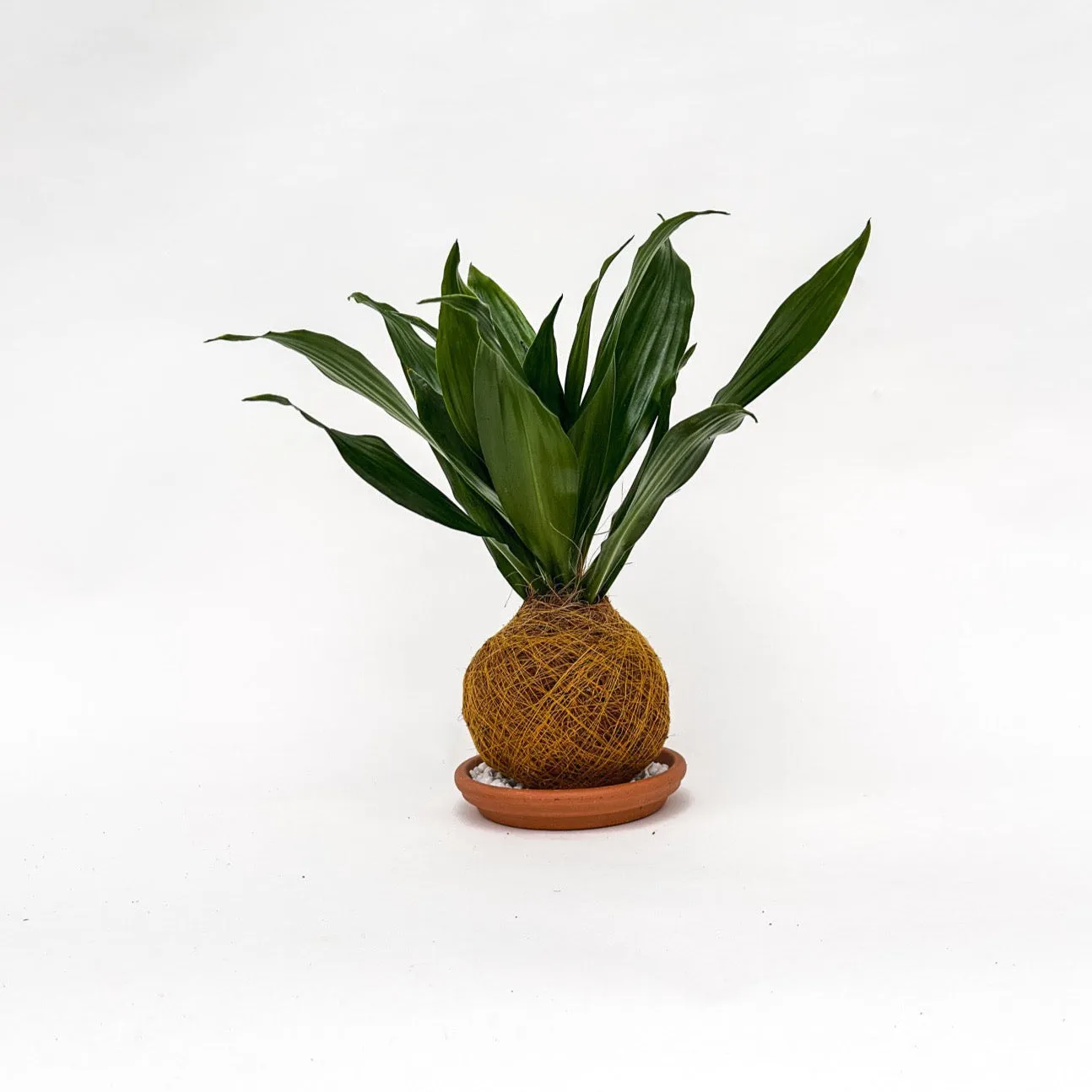 House of Koko Green Jewel kokedama zonder schaaltje