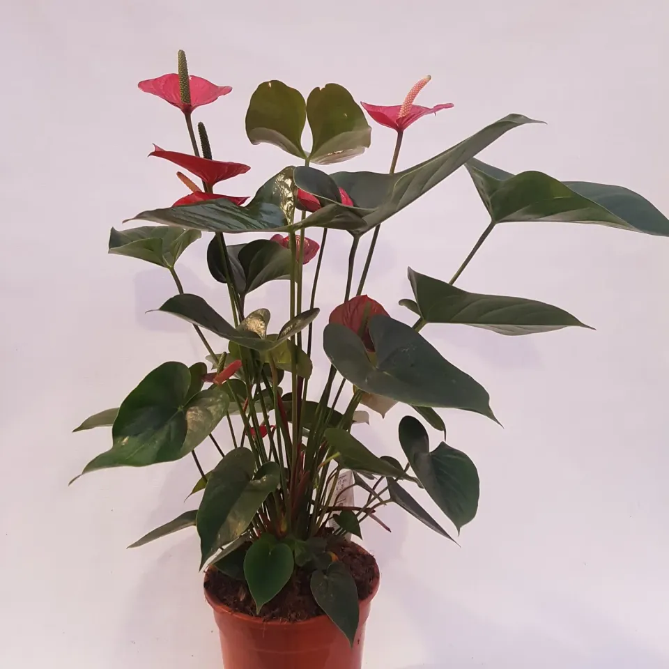 Tuincentrum Heerdink Anthurium Felicita flamingoplant rood