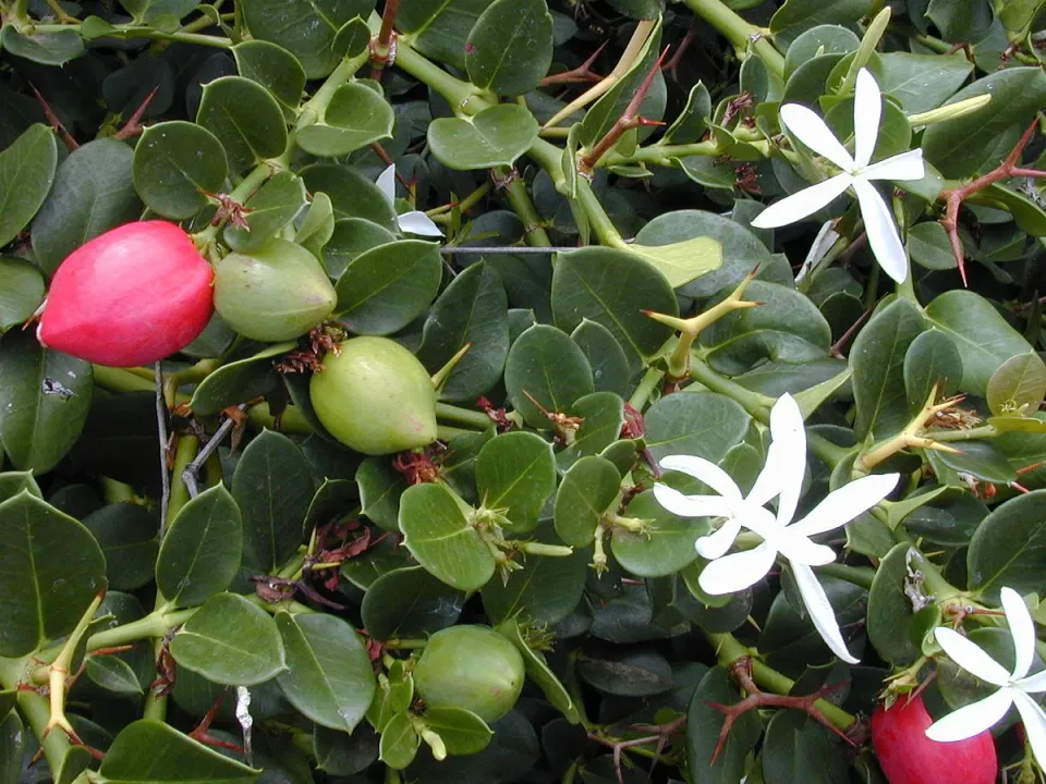 The Natural World Carissa grandiflora kuipplant eetbaar