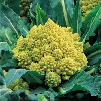 The Natural World Bloemkool Romanesco moestuinplant eetbaar