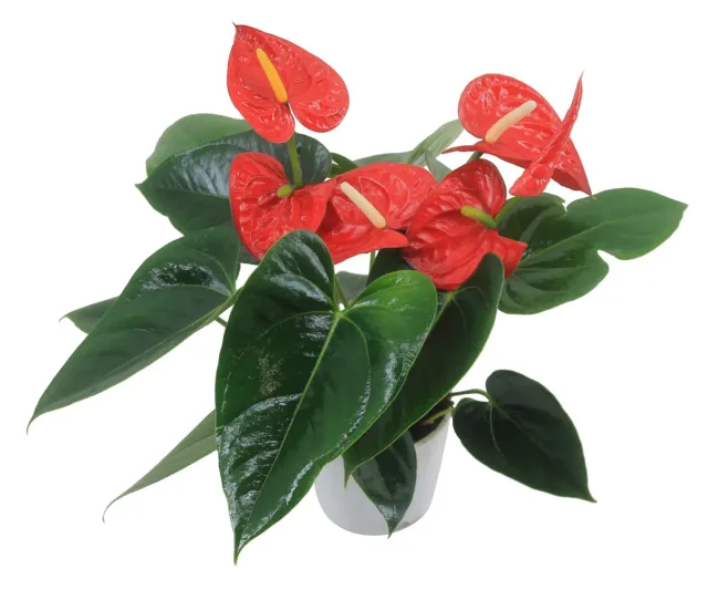 XL-Bloom YoungPlants XL.151 Easy Red plant eetbaar