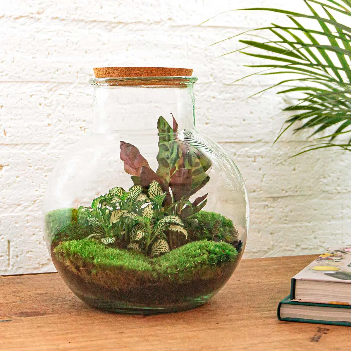 Urbanjungl Teddy planten terrarium DIY kit 25 cm met licht