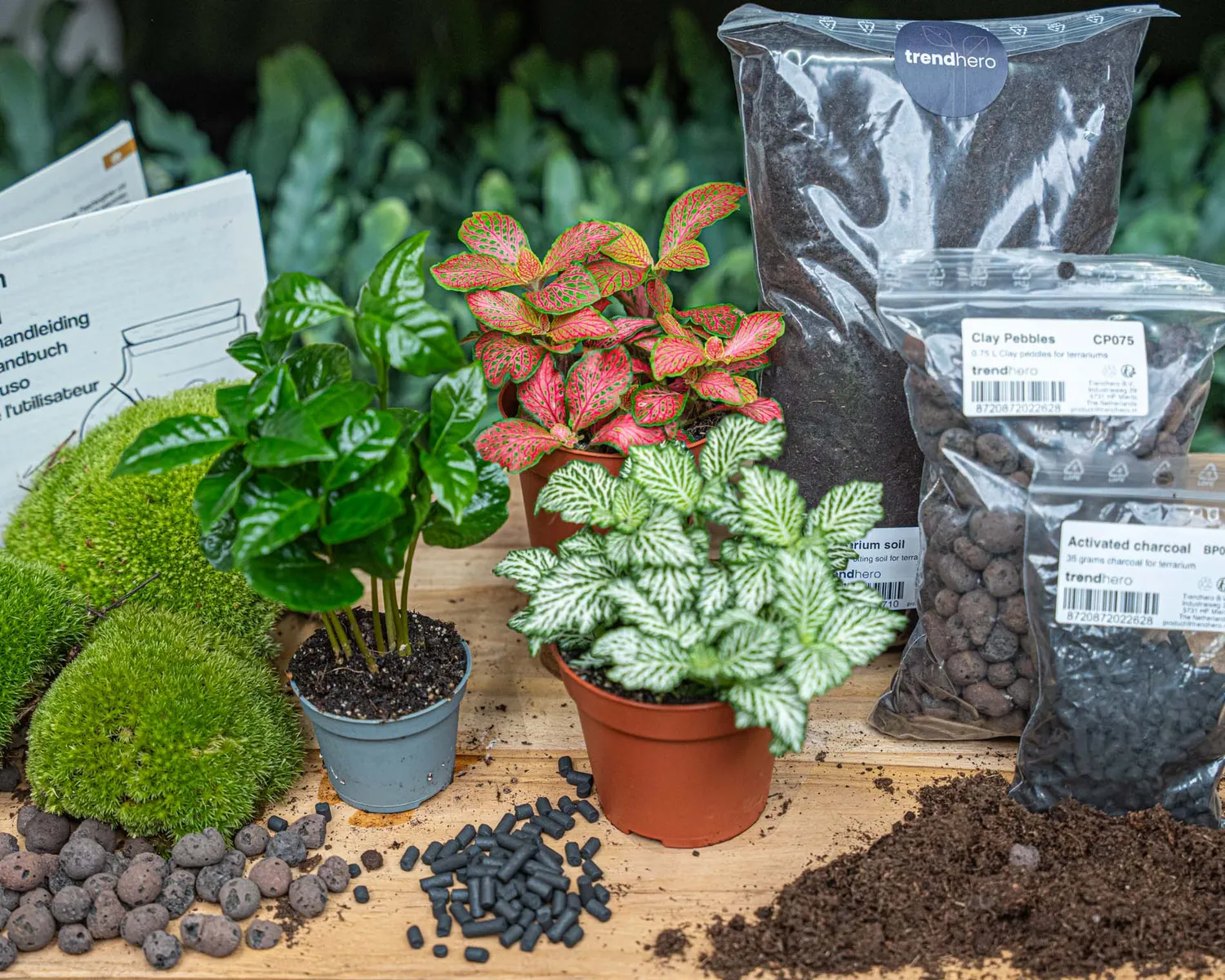 Urbanjungl Coffea Arabica terrarium navulpakket 3 planten
