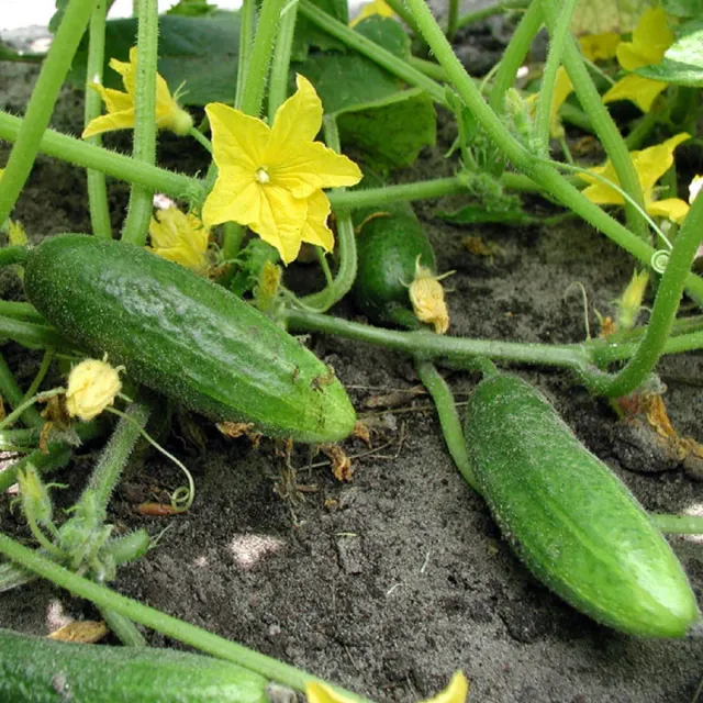 The Natural World Augurk Hokus plant moestuin
