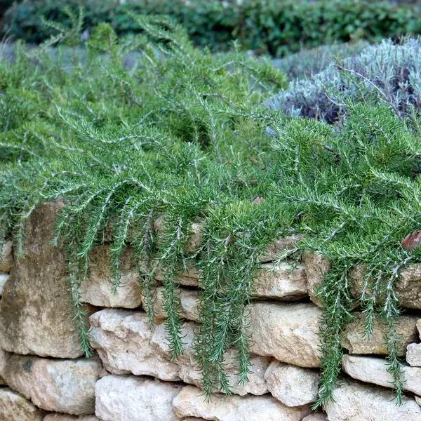 The Natural World Rosmarinus Rivièra rozemarijnplant eetbaar