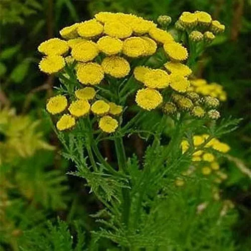 The Natural World Tanacetum vulgare plant P9 winterhard