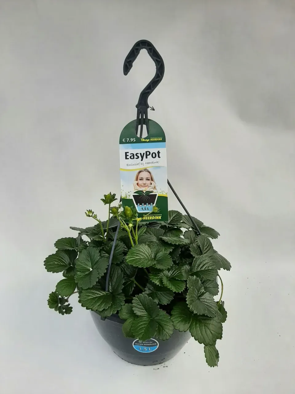 Tuincentrum Heerdink Aardbeienplant Aardbeiplant Eetbaar Balkon