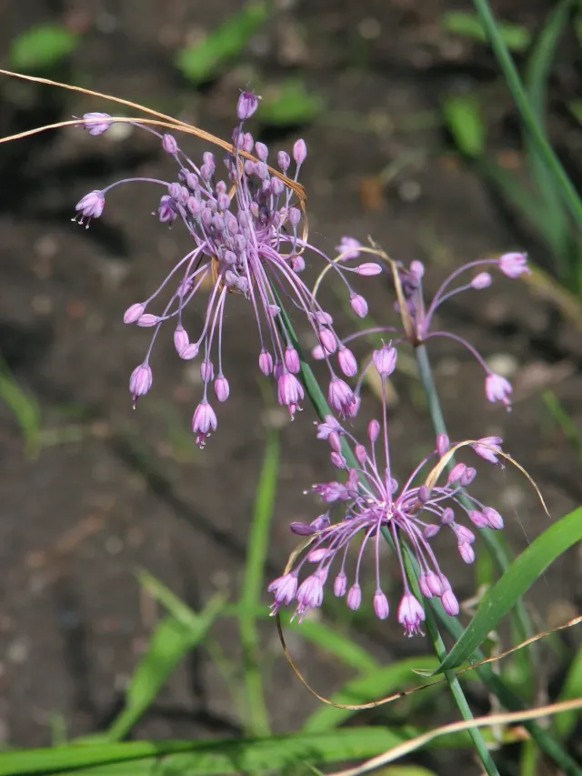 The Natural World Allium pulchellum sierui plant P9 bloei