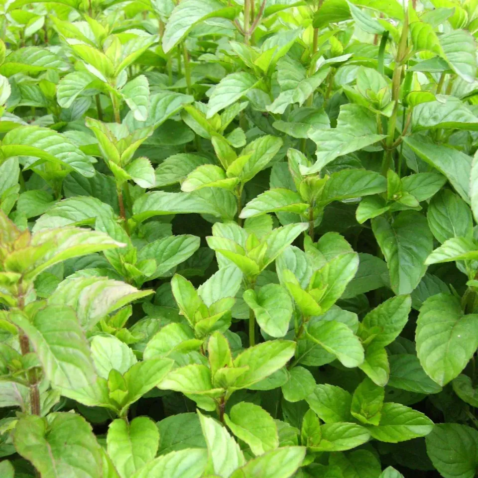 The Natural World Mentha Mandarin munt plant P9