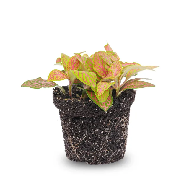 Urbanjungl Fittonia Ruby Lime mozaïekplant 10 cm