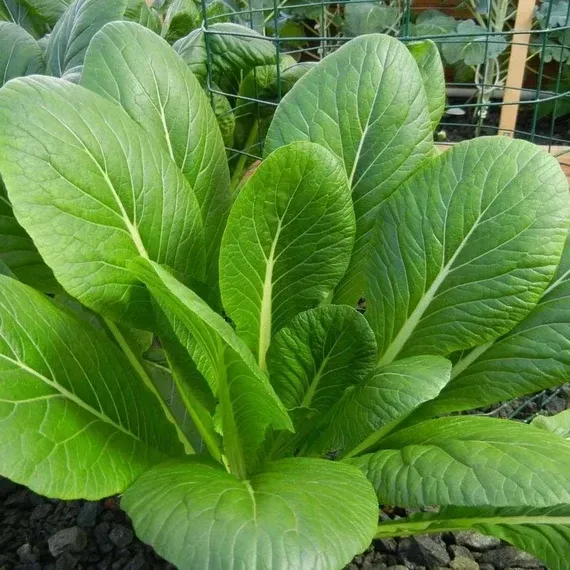 The Natural World Komatsuna plant bladgroente