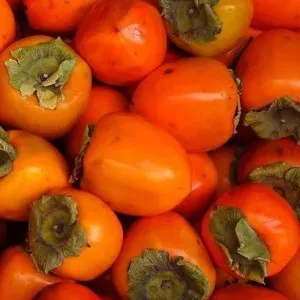 The Natural World Diospyros kaki Cioccolatino fruitboom