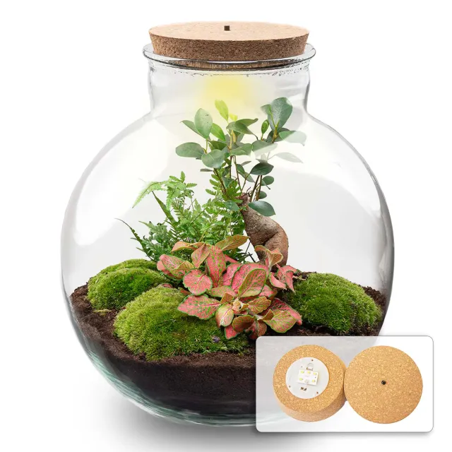 Urbanjungl Bolder Bob Bonsai terrarium DIY kit met licht Ø31 cm