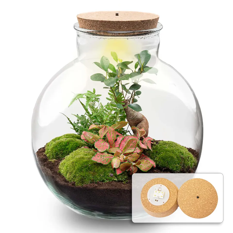 Urbanjungl Bolder Bob Bonsai terrarium DIY kit met licht Ø31 cm