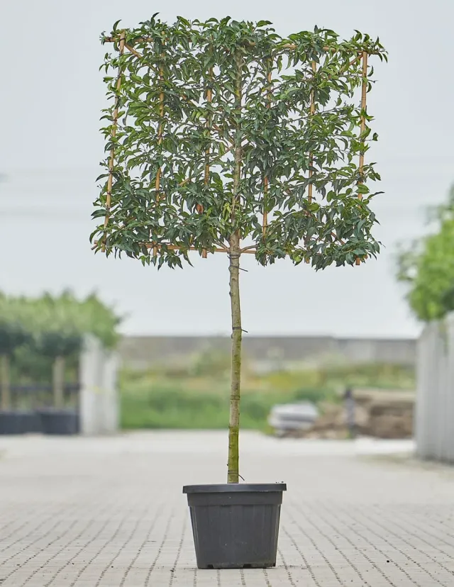 Tuincentrum Heerdink Portugese Leilaurier 2m Stam Leiboom
