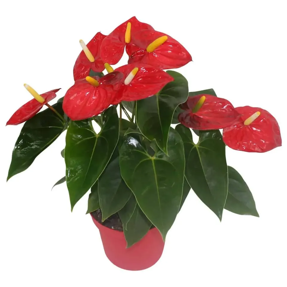 XL-Bloom YoungPlants XL.10 aardbeiplant Mauii Red vroeg