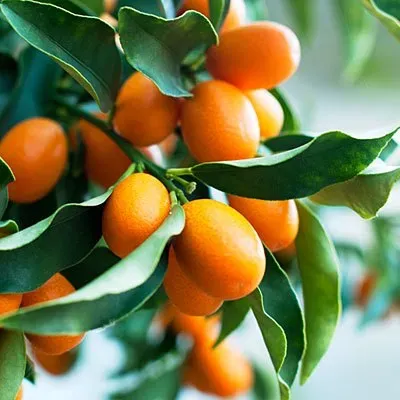 The Natural World Citrus japonica Nagami kumquat plant eetbaar