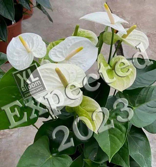 XL-Bloom YoungPlants XL.Opa.3 Jambo White plant witte bloem