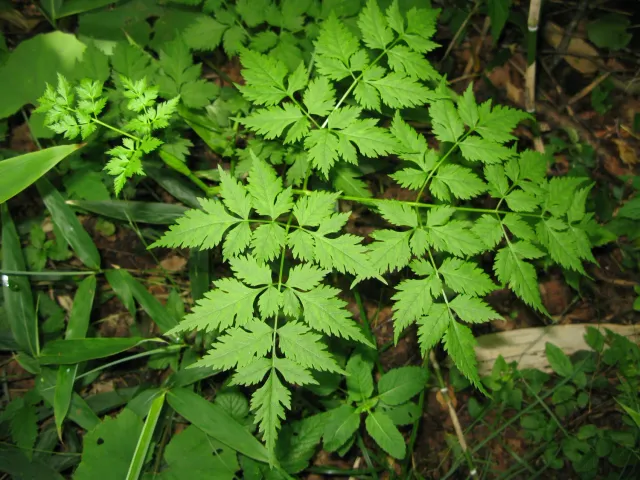 The Natural World Angelica polymorpha plant P9 eetbaar