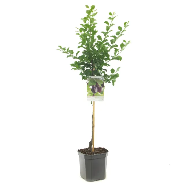 Prunus Reine Claude dAlthann pruimenboom