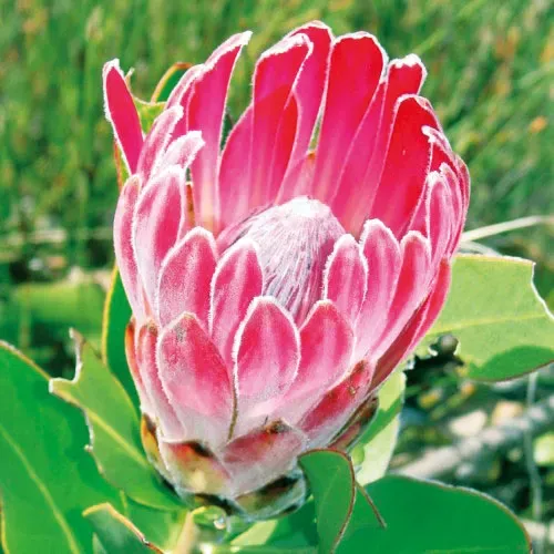 The Natural World Protea compacta kuipplant roze