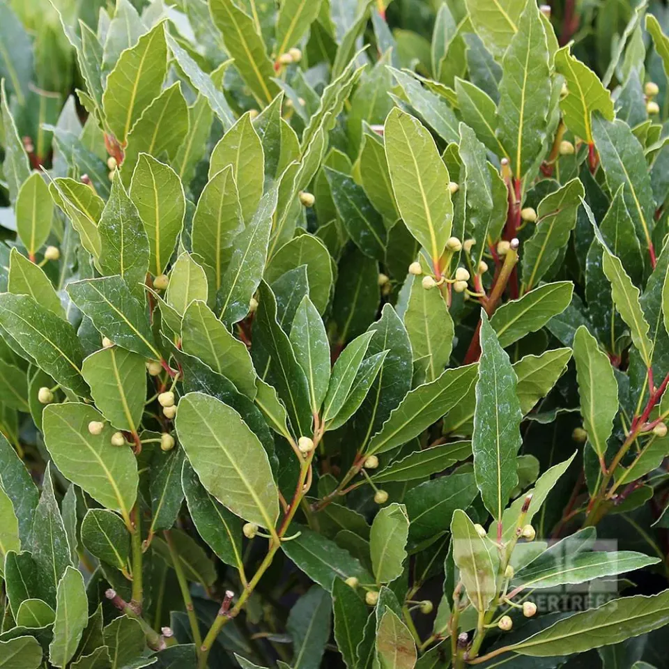 The Natural World Laurus nobilis laurierplant P9 wintergroen