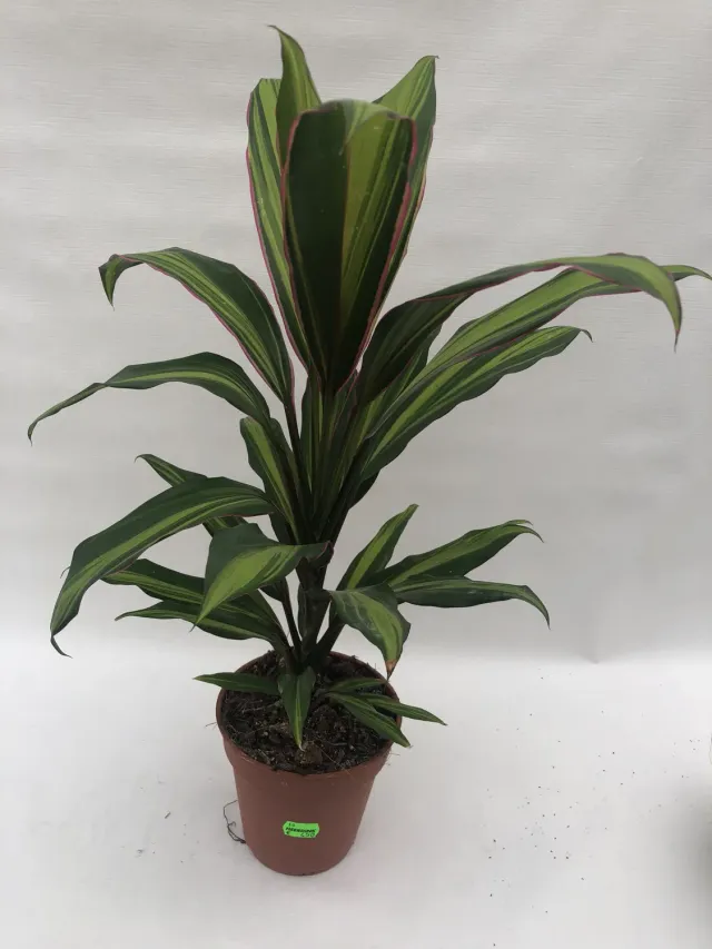 Tuincentrum Heerdink Cordyline fruticosa Kiwi geluksplant 50 cm