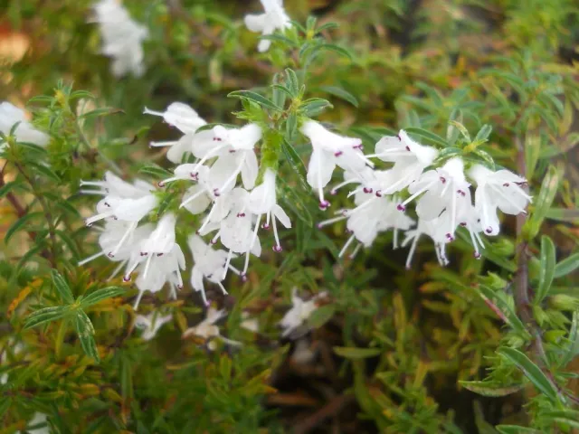 The Natural World Satureja spicigera bonenkruid plant P9 kruipend