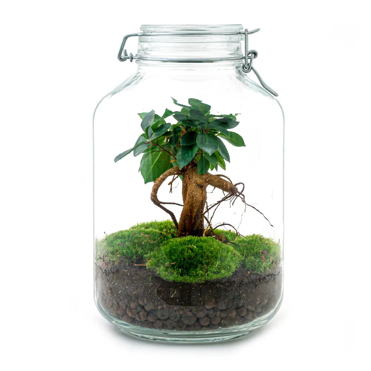 Urbanjungl Jar Bonsai terrarium weckpot DIY kit 18 cm