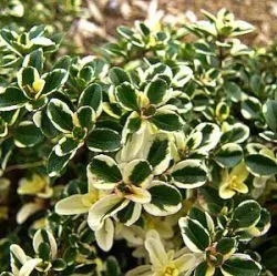 The Natural World Thymus pulegioides Foxley tijmplant bodembedekkend