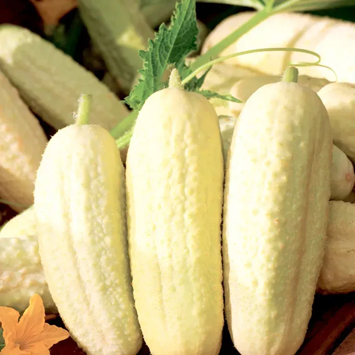 The Natural World Komkommer White Wonder zaden wit
