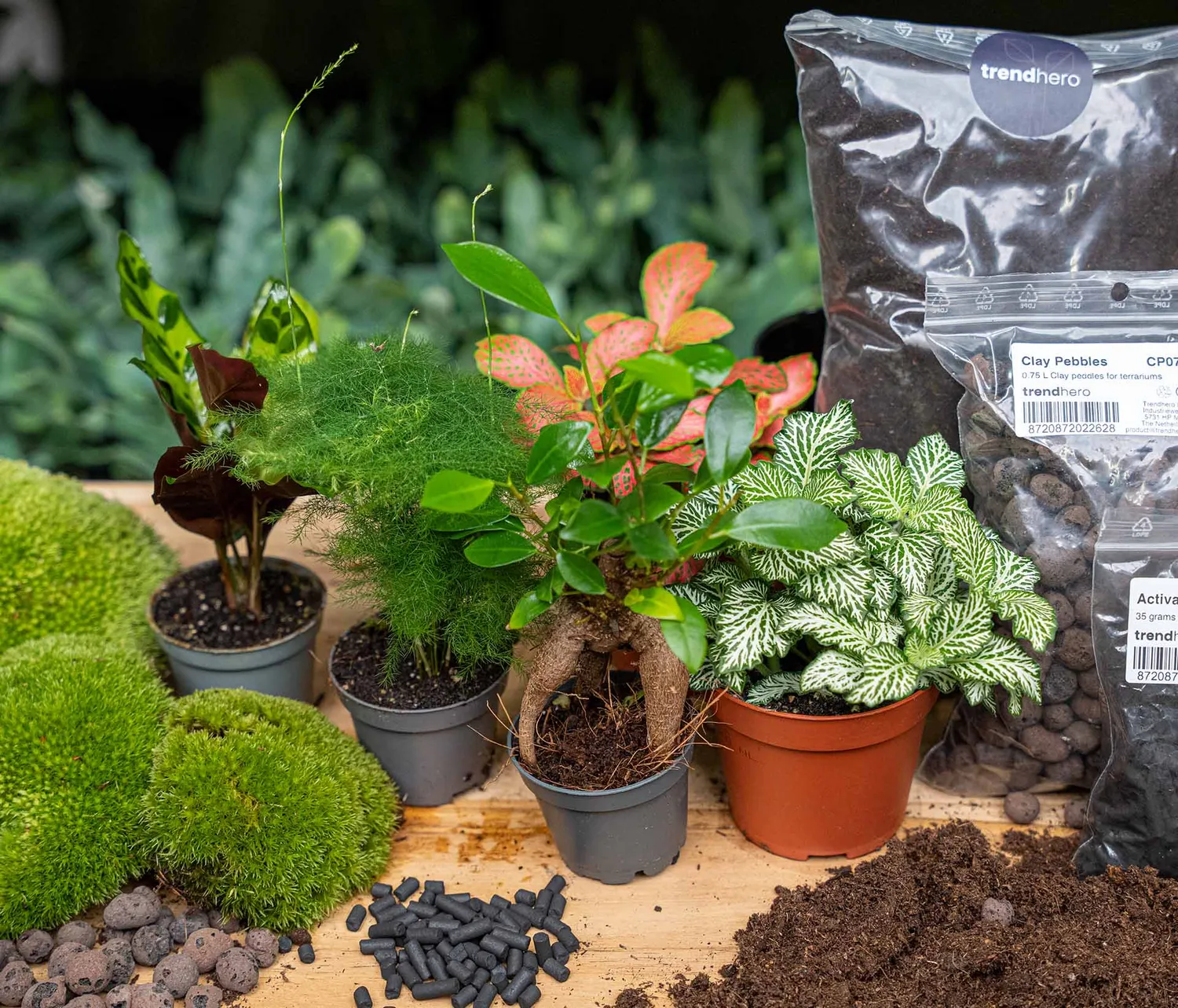Urbanjungl Terrarium Startpakket 5 planten L/XL met mos