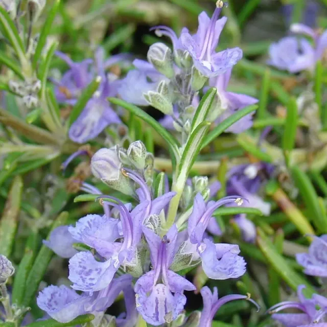 The Natural World Rosmarinus Corsican Blue rozemarijn plant P9 eetbaar