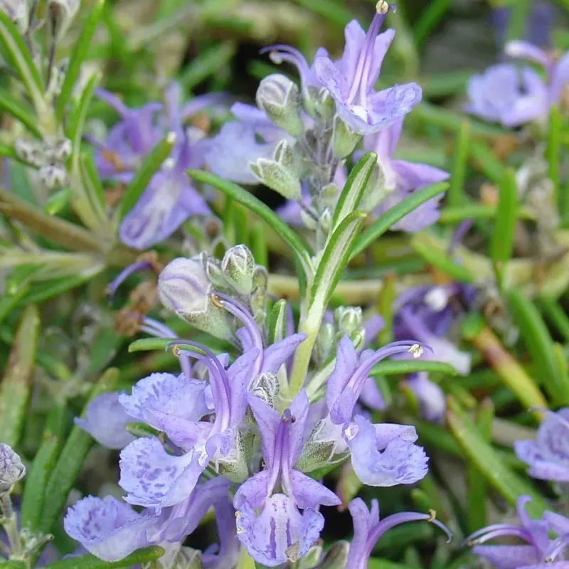 The Natural World Rosmarinus Corsican Blue rozemarijn plant P9 eetbaar