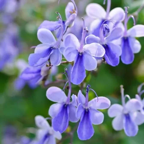 The Natural World Clerodendrum ugandense vlinderplant blauw